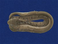 藏品(臭青公)的圖片